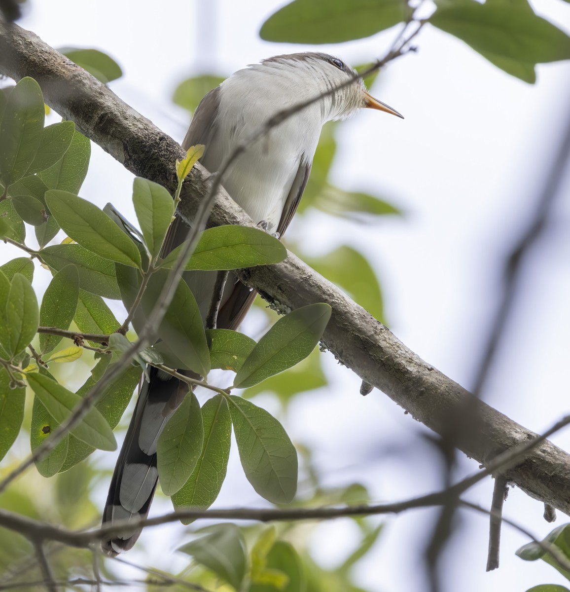 Yellow-billed Cuckoo - barbara taylor