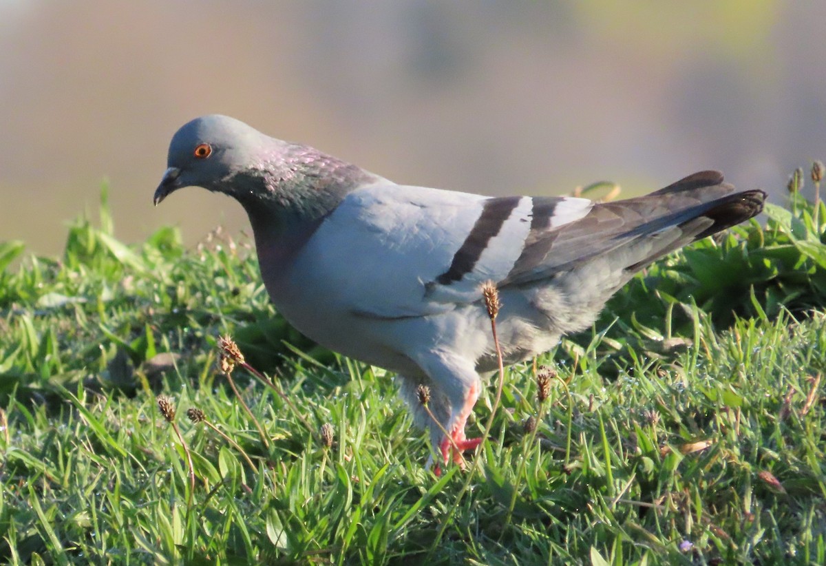 Pigeon biset (forme domestique) - ML618097007