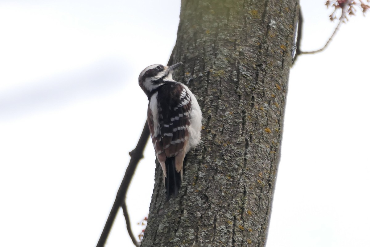 Hairy Woodpecker - Pierre André