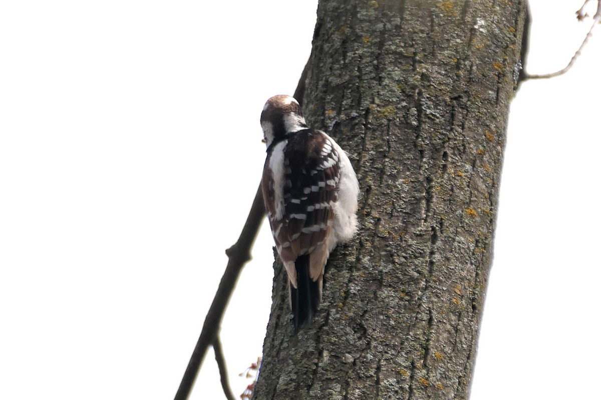 Hairy Woodpecker - Pierre André