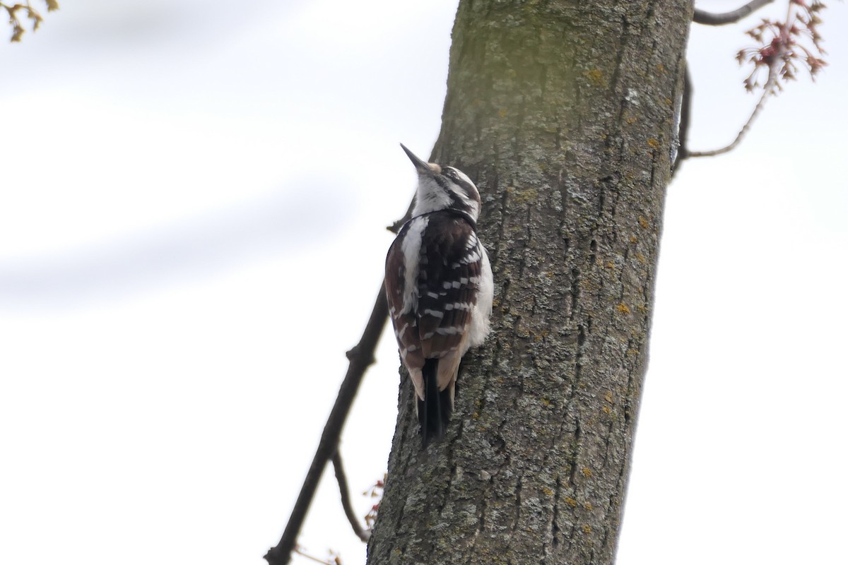 Hairy Woodpecker - ML618097037