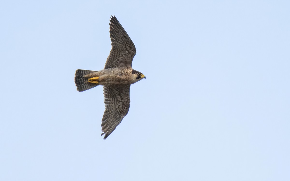 Peregrine Falcon (Mediterranean) - ML618097041