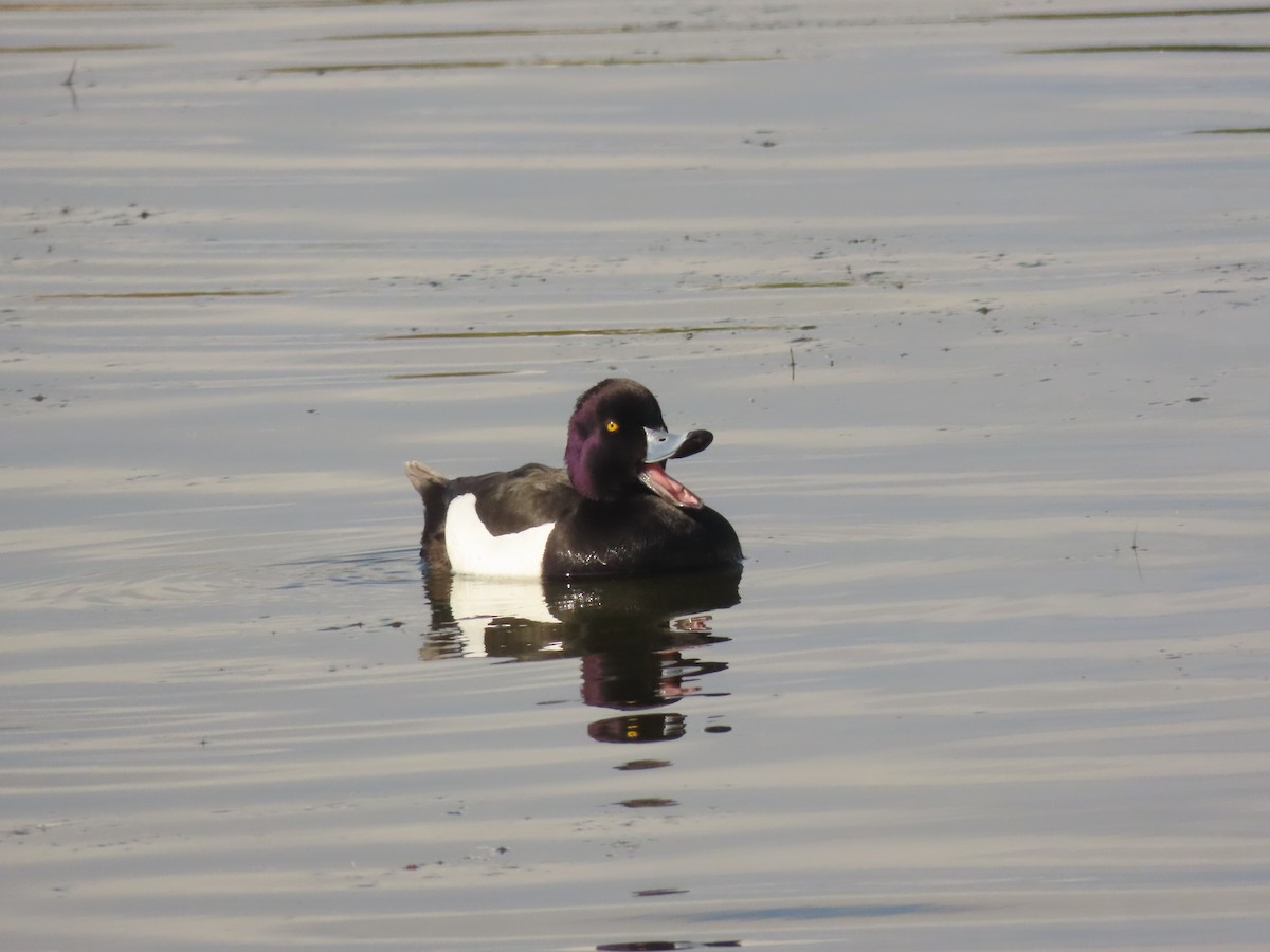 Tufted Duck - ML618097105