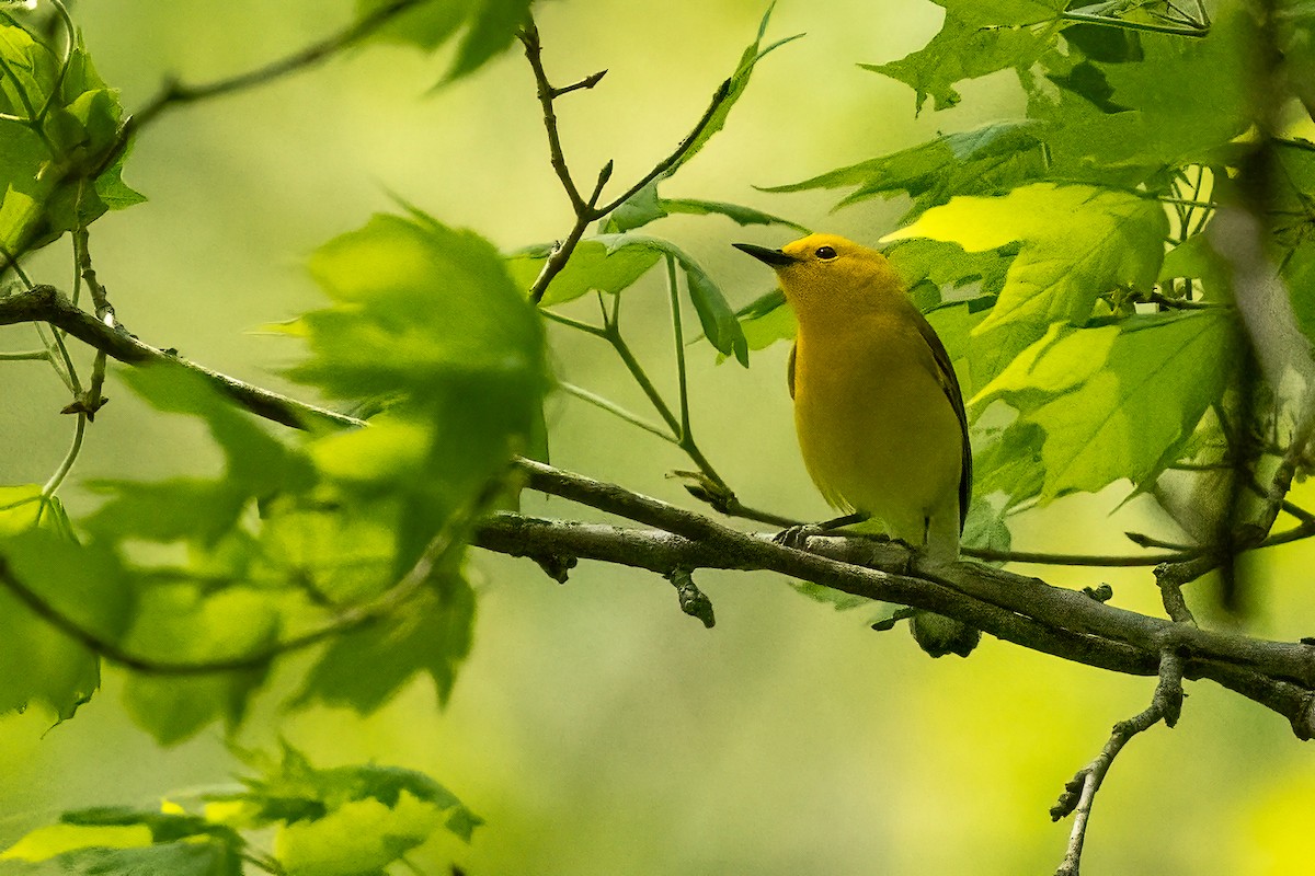 Prothonotary Warbler - ML618097122