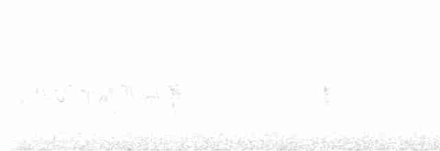 Elegant Trogon (Coppery-tailed) - ML618097175