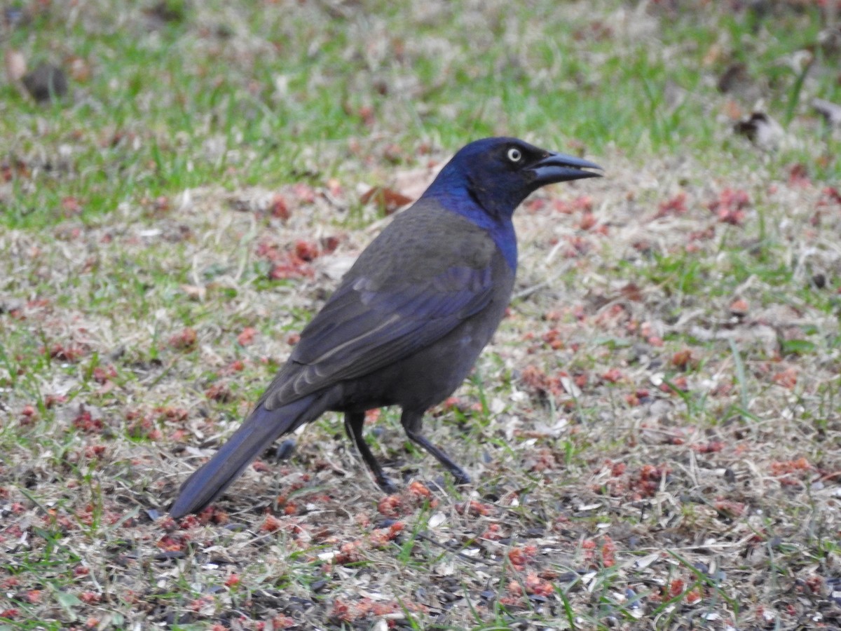 Common Grackle - Edith Payette