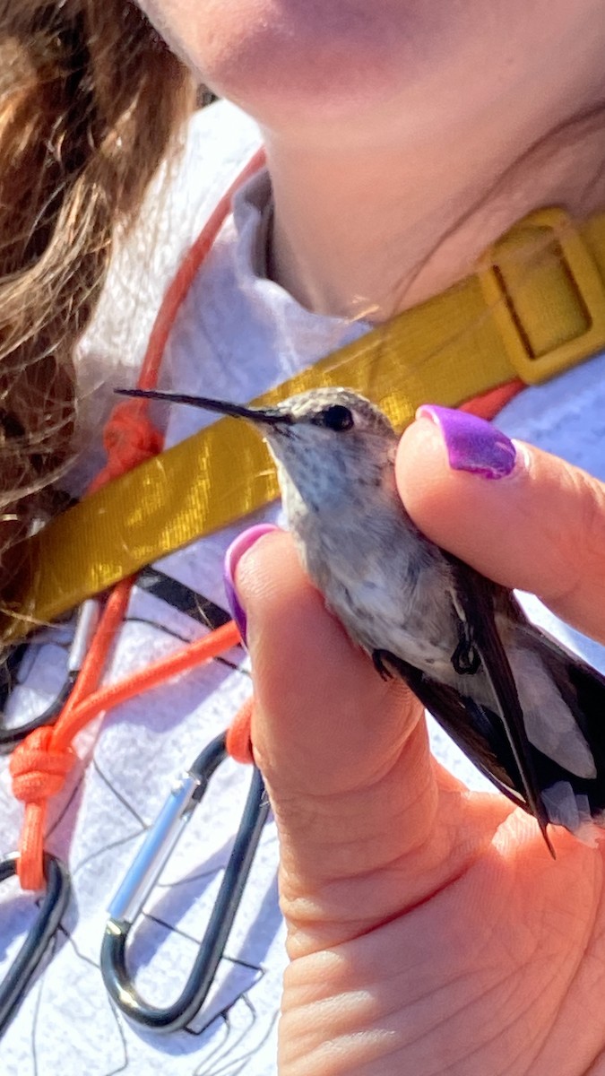 Ebird Checklist Apr Angeles Nf Bear Divide Species