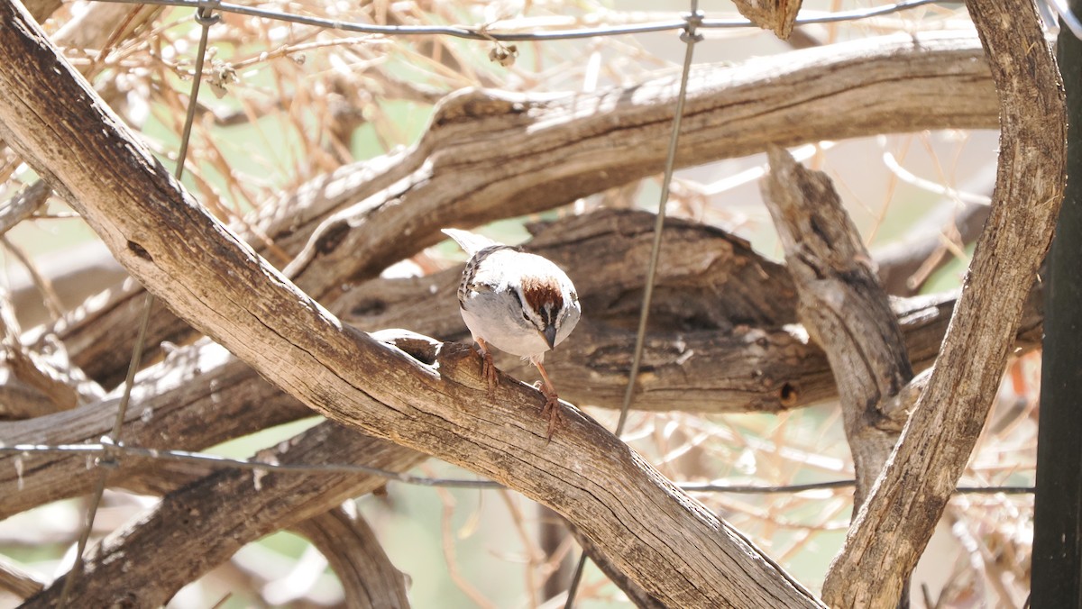 Chipping Sparrow - ML618097183