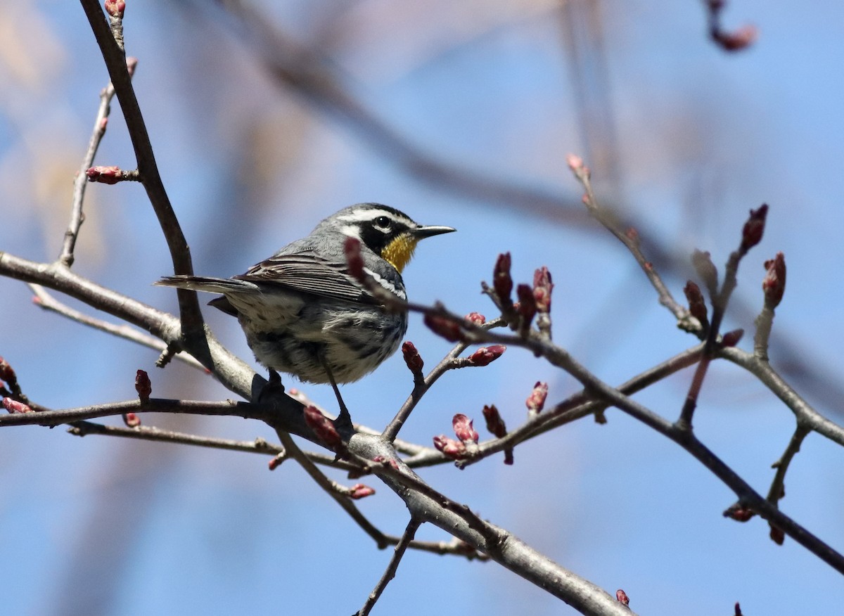 Yellow-throated Warbler - David Currie