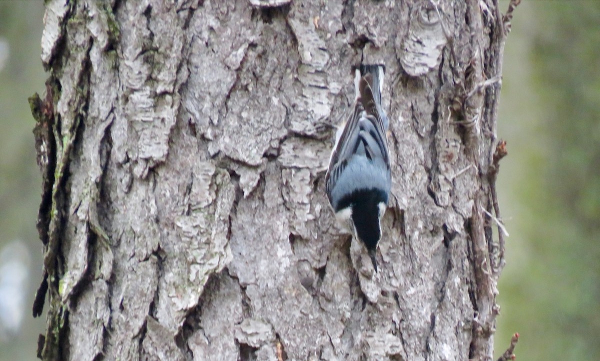 White-breasted Nuthatch - Quentin Yoerger