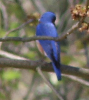 Eastern Bluebird - ML618097211