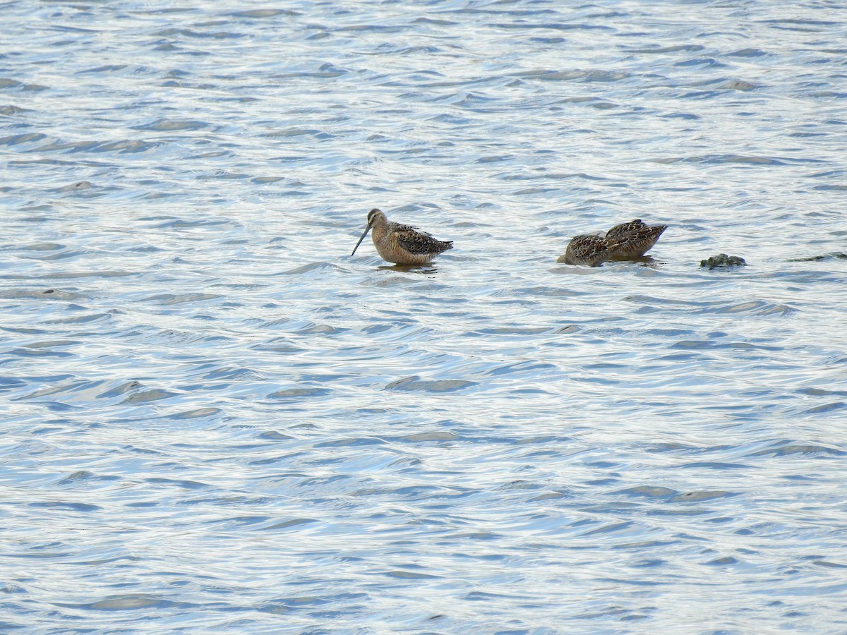 Long-billed Dowitcher - ML618097234