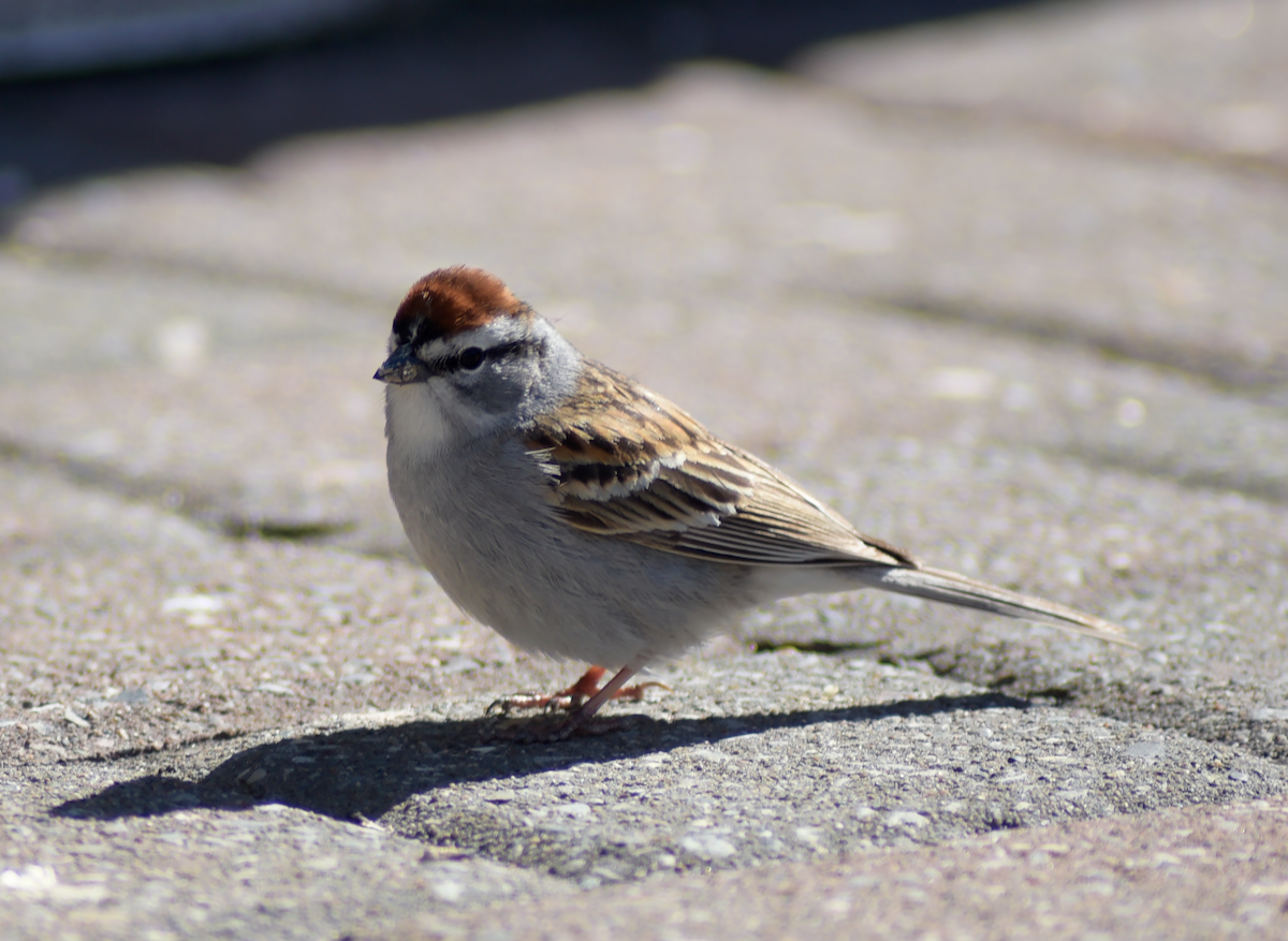 Chipping Sparrow - Guillaume Perron