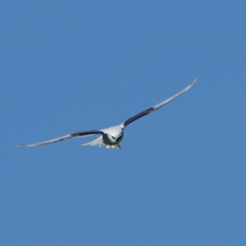 White-tailed Kite - ML618097277