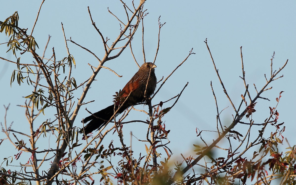 Coucal toulou - ML618097288