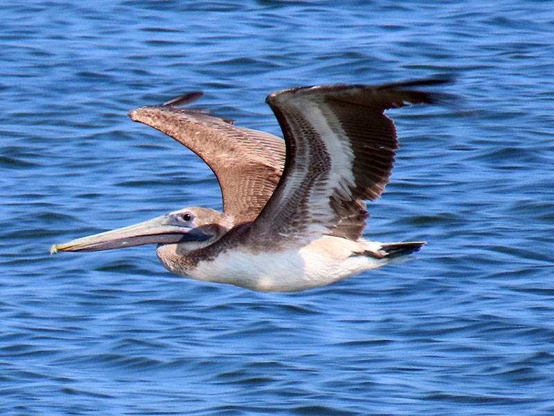 Brown Pelican (Atlantic) - ML618097315