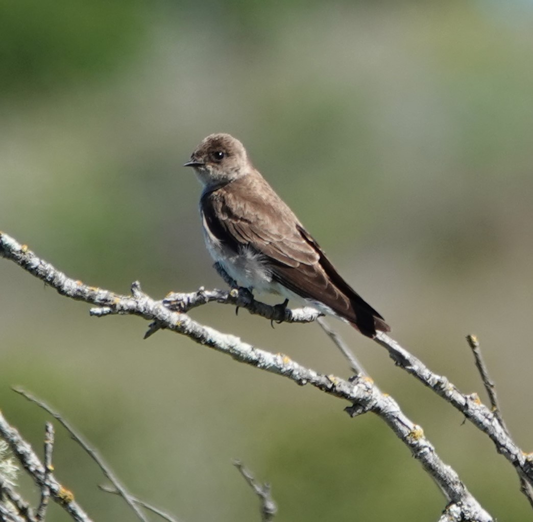 Northern Rough-winged Swallow - John Deacon