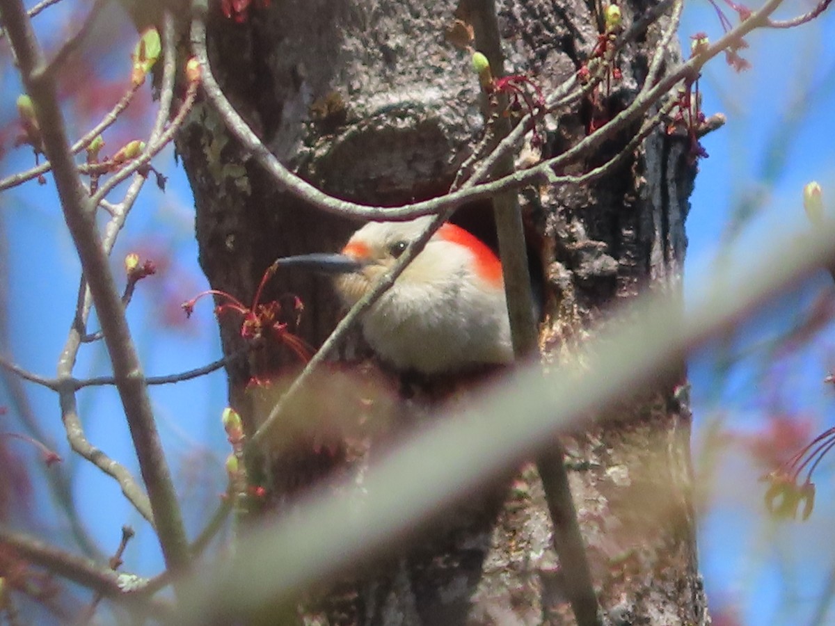 Red-bellied Woodpecker - ML618097371