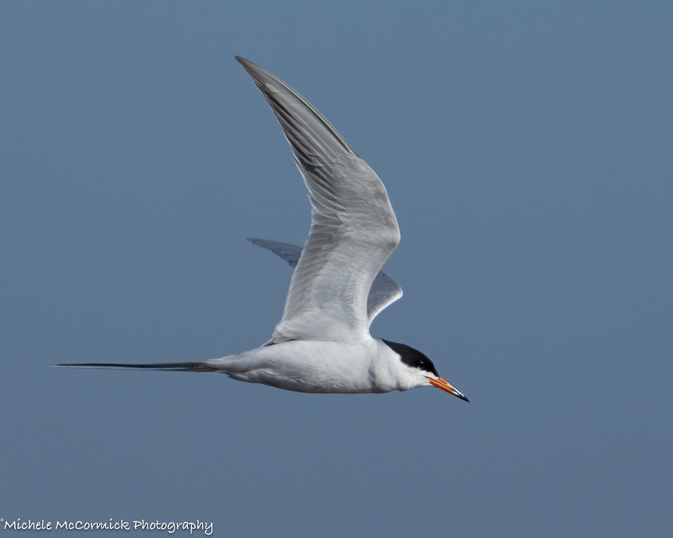 Forster's Tern - Michele McCormick
