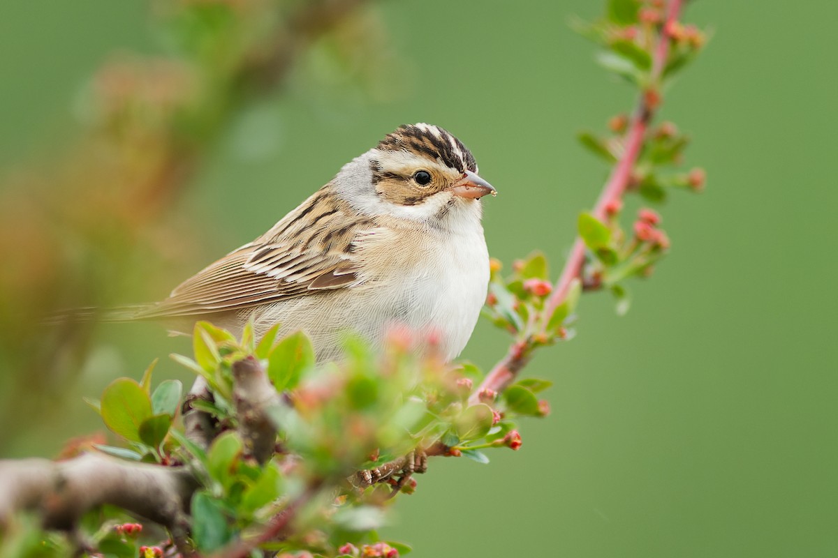 Clay-colored Sparrow - Linda Petersen
