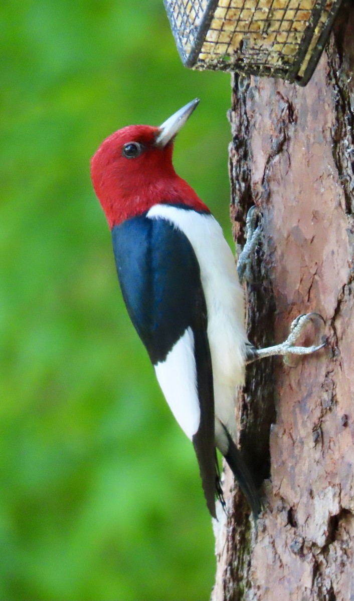 Red-headed Woodpecker - Tom & Anna Leith