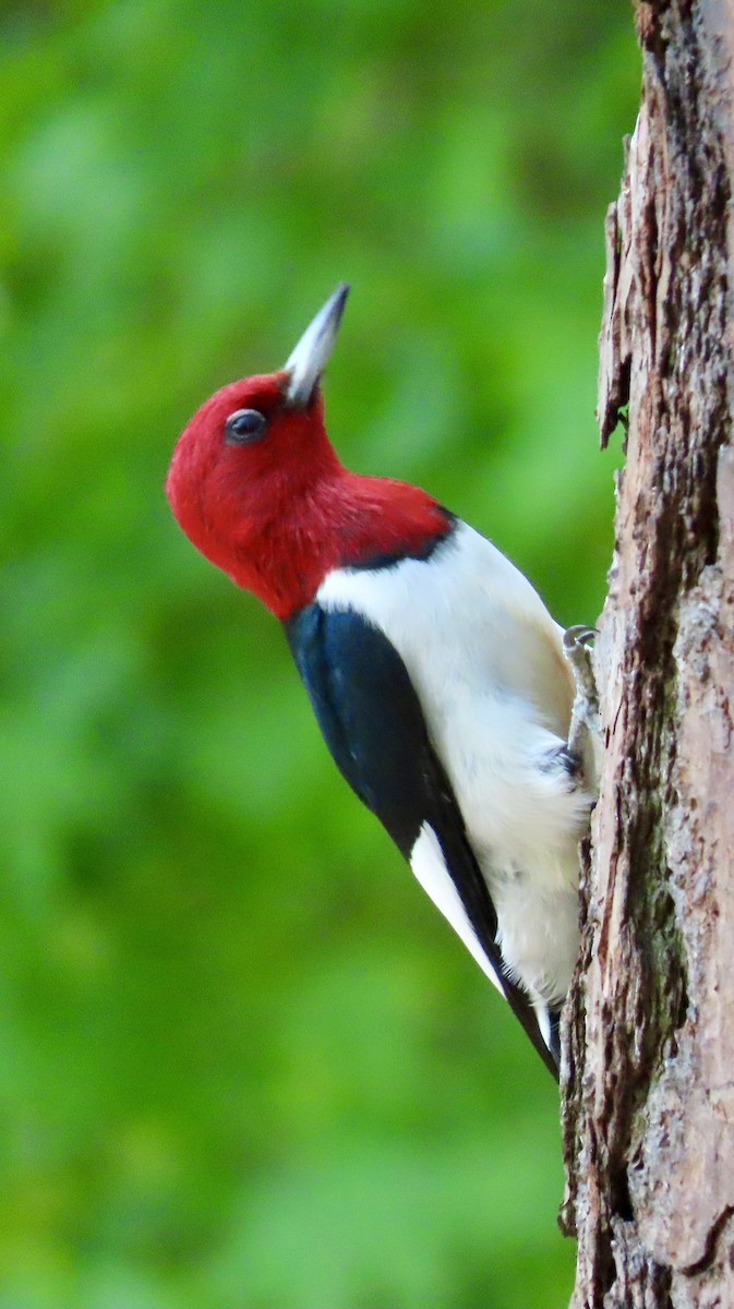 Red-headed Woodpecker - ML618097438