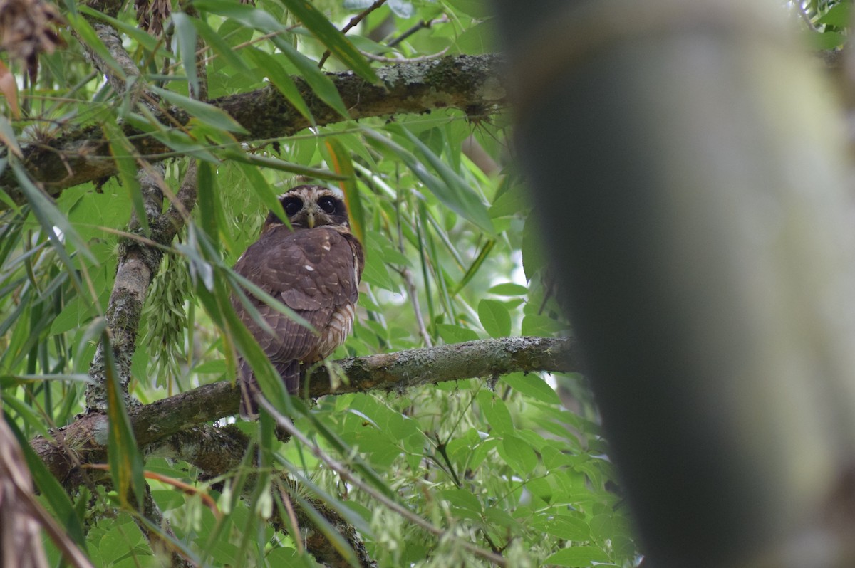 Band-bellied Owl - ML618097475