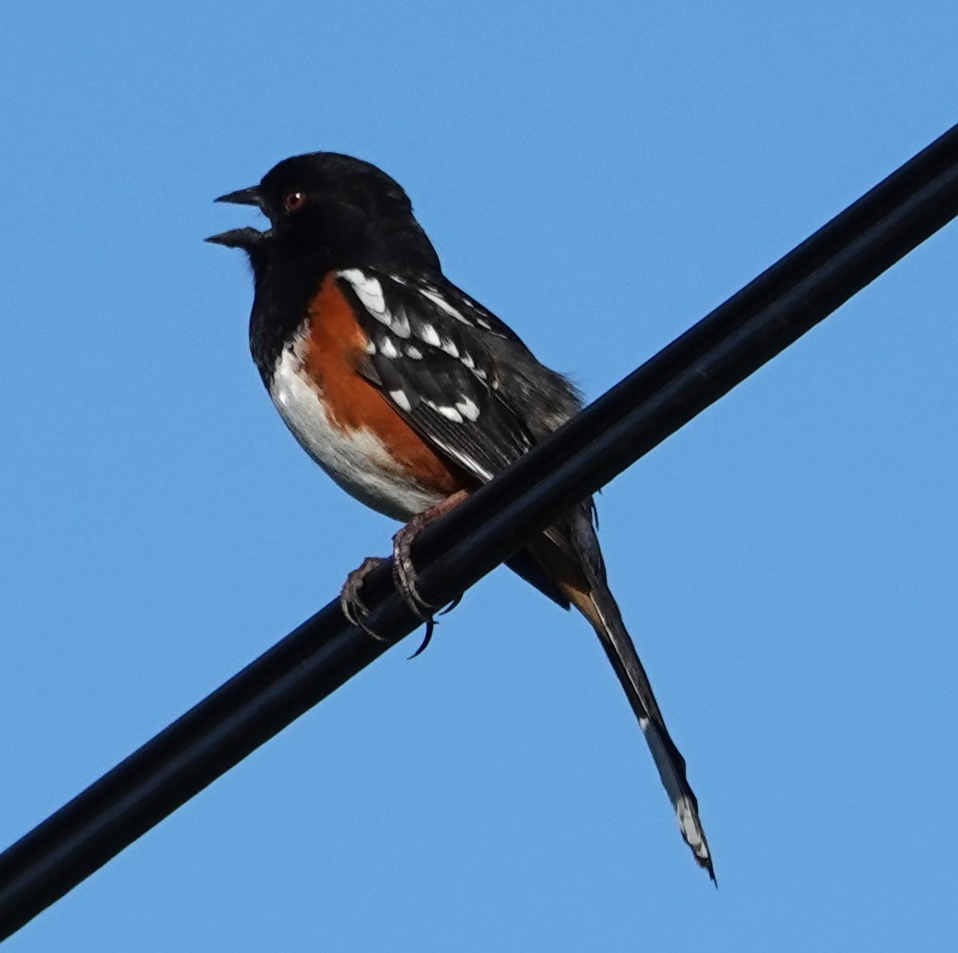 Spotted Towhee - ML618097484