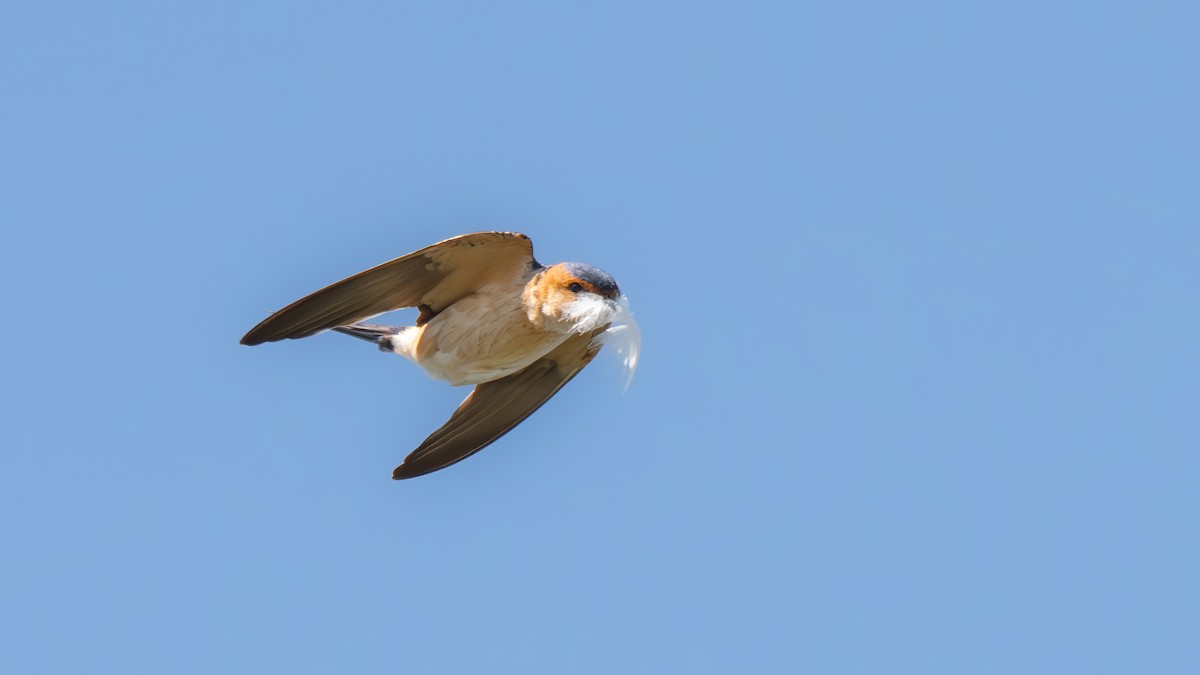 Red-rumped Swallow (Red-rumped) - ML618097486