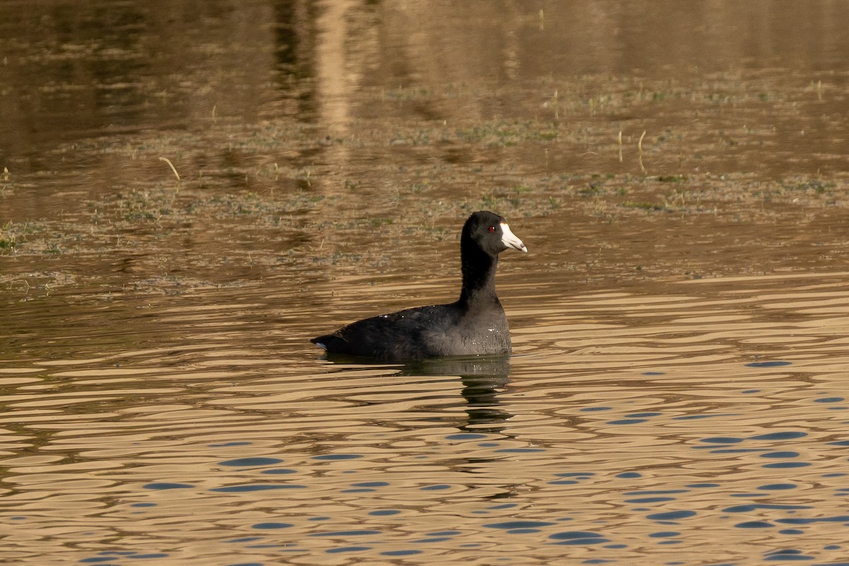 American Coot (Red-shielded) - ML618097498
