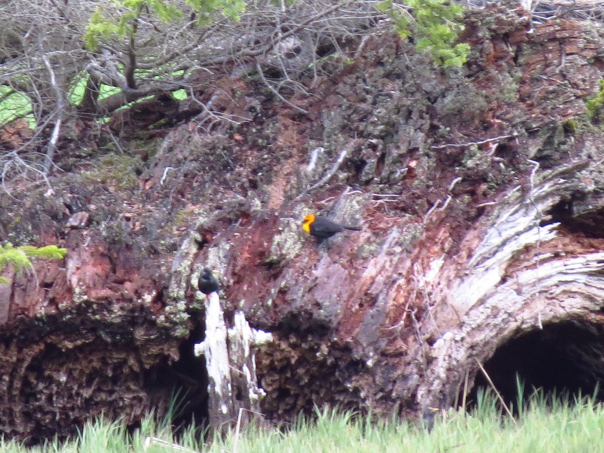 Yellow-headed Blackbird - ML618097509