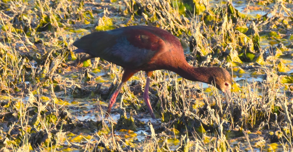 ibis americký - ML618097534