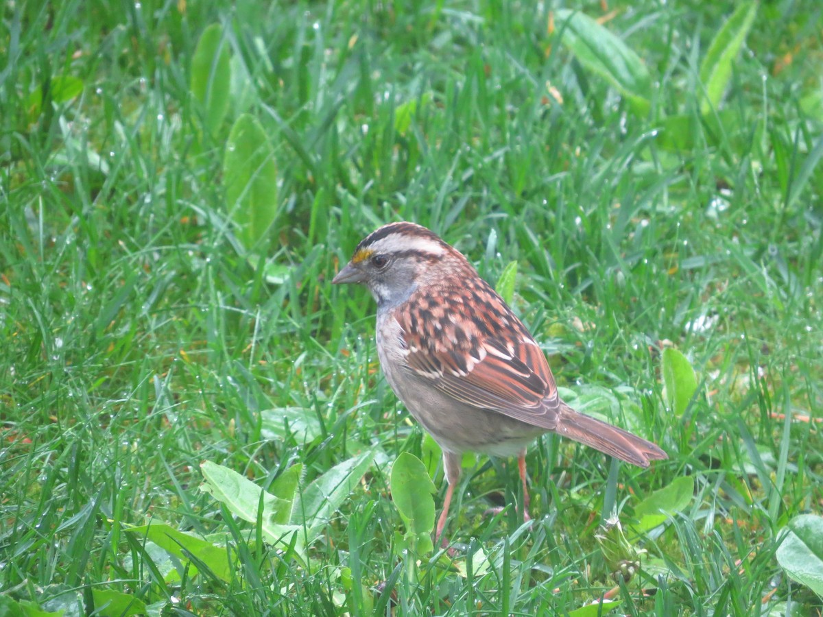 White-throated Sparrow - ML618097599