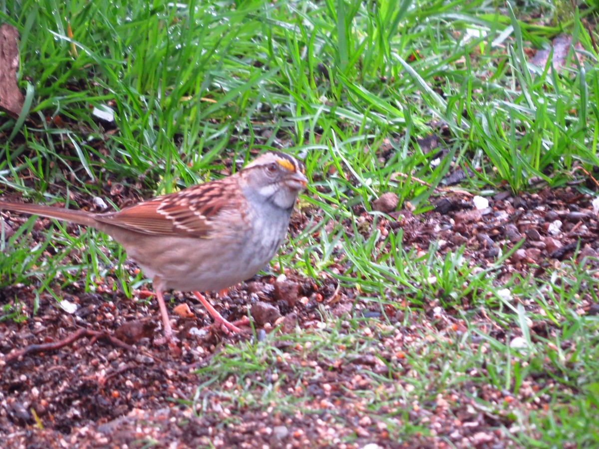 White-throated Sparrow - ML618097600