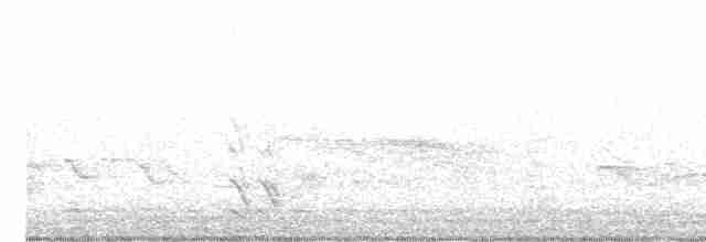 Black-bellied Plover - ML618097608