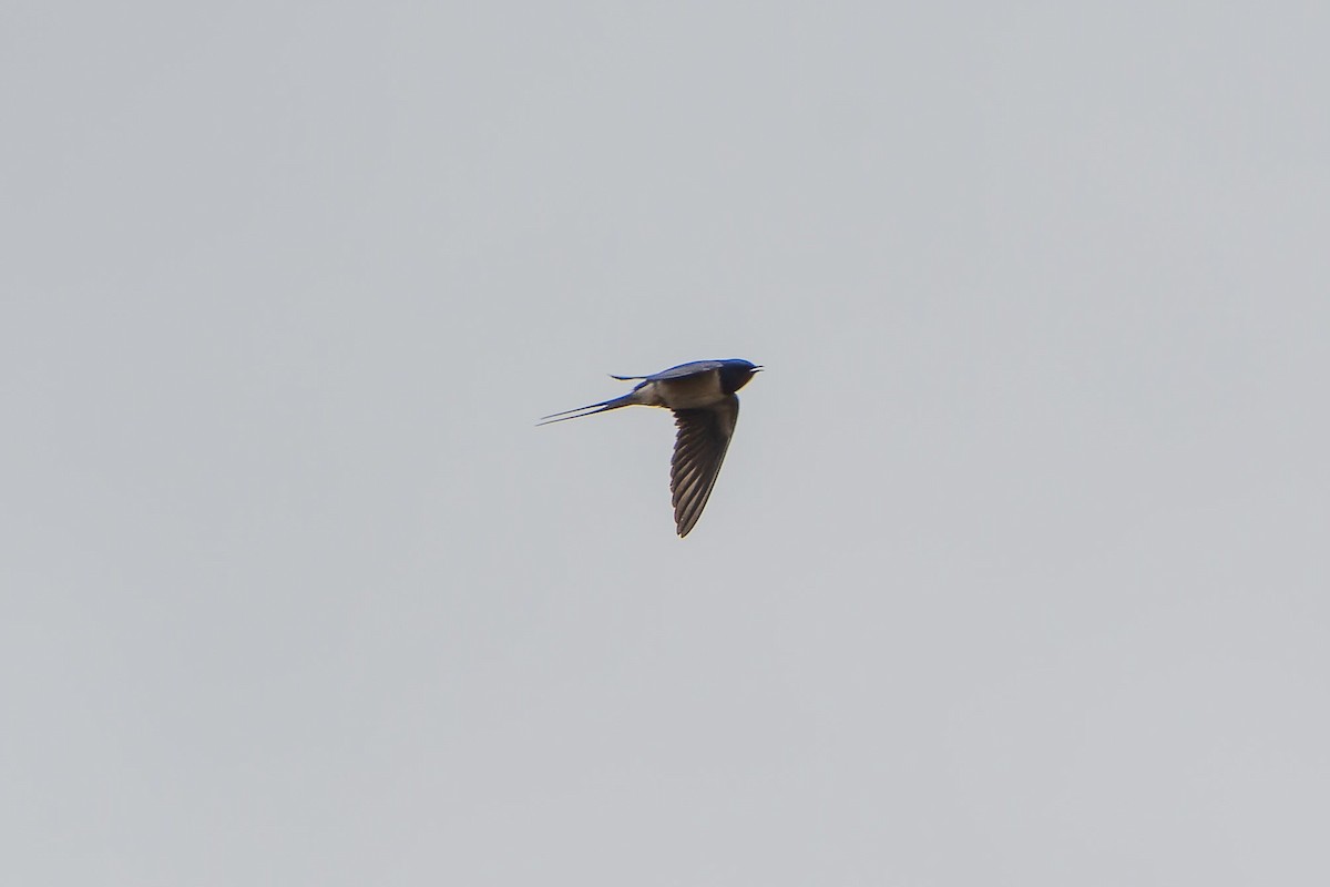 Barn Swallow - ML618097612