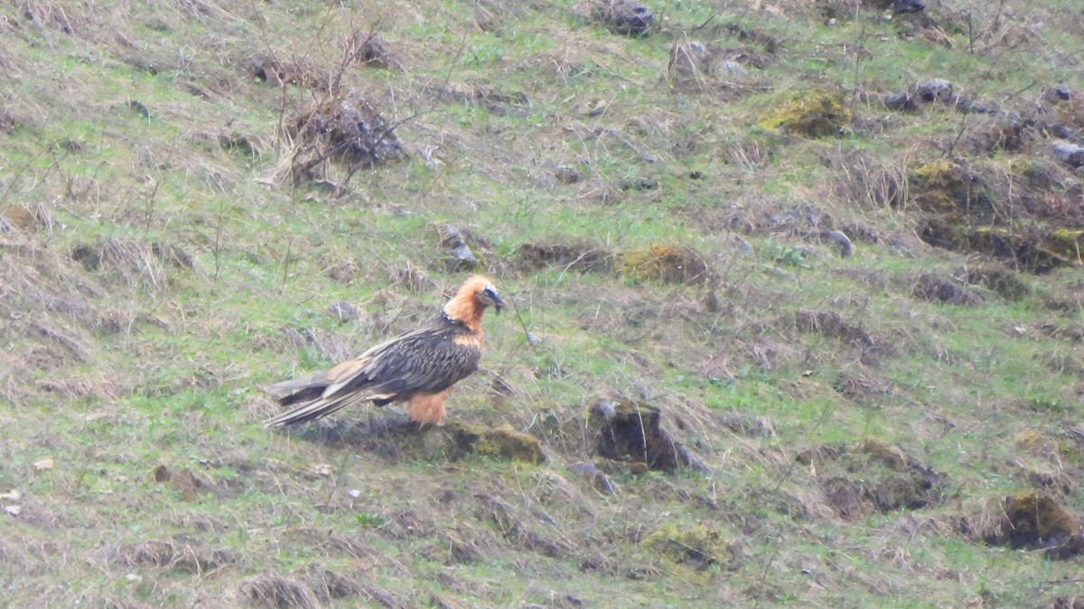 Bearded Vulture - Andy  Woodward