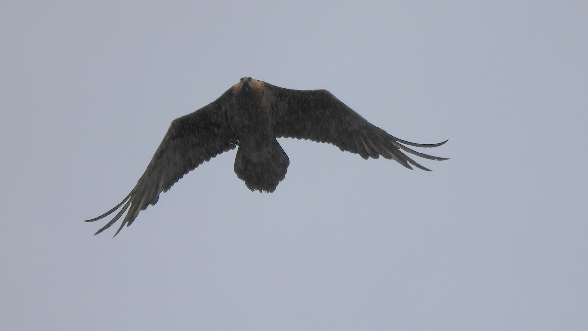 Bearded Vulture - ML618097618