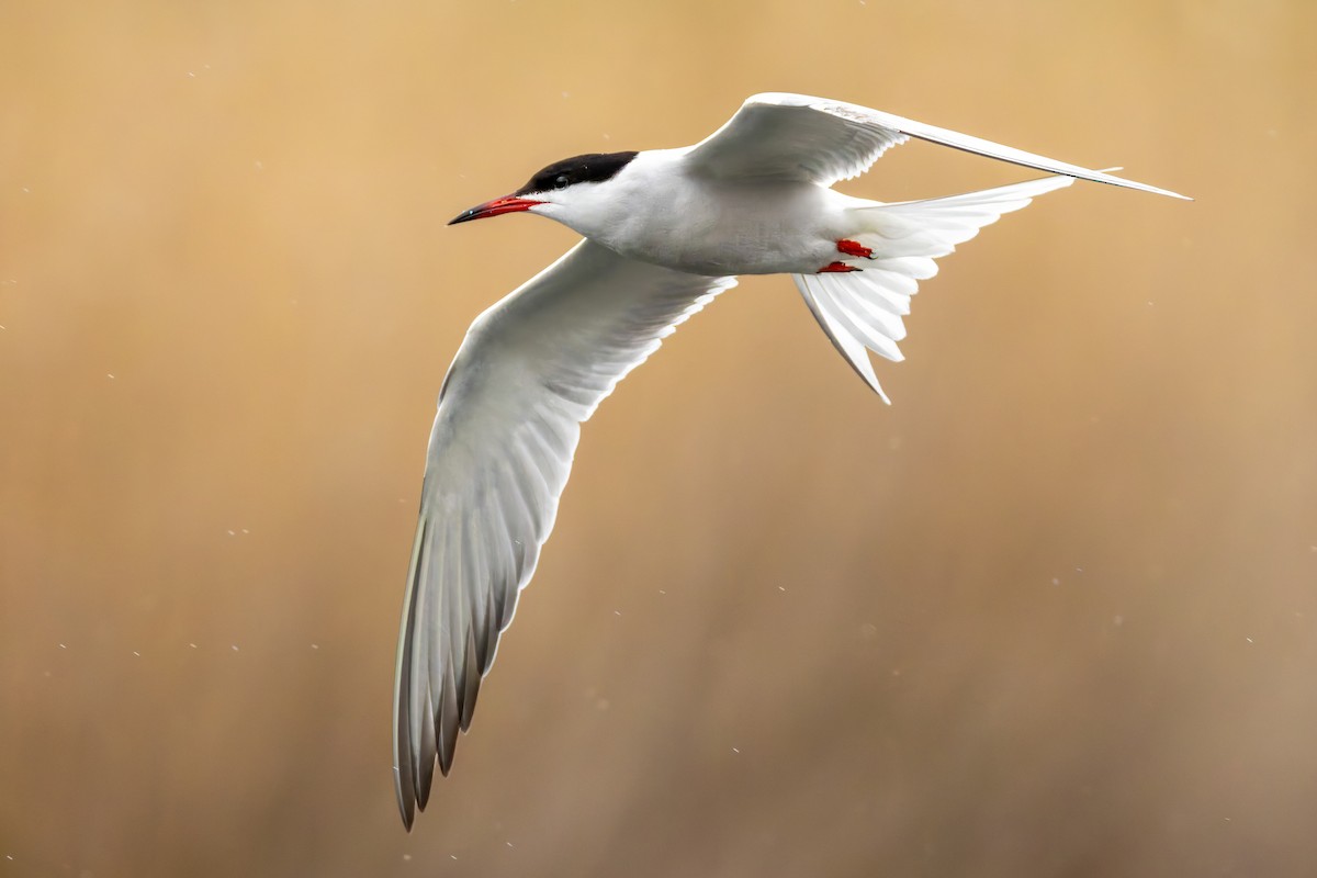 Common Tern - Alexis Lours