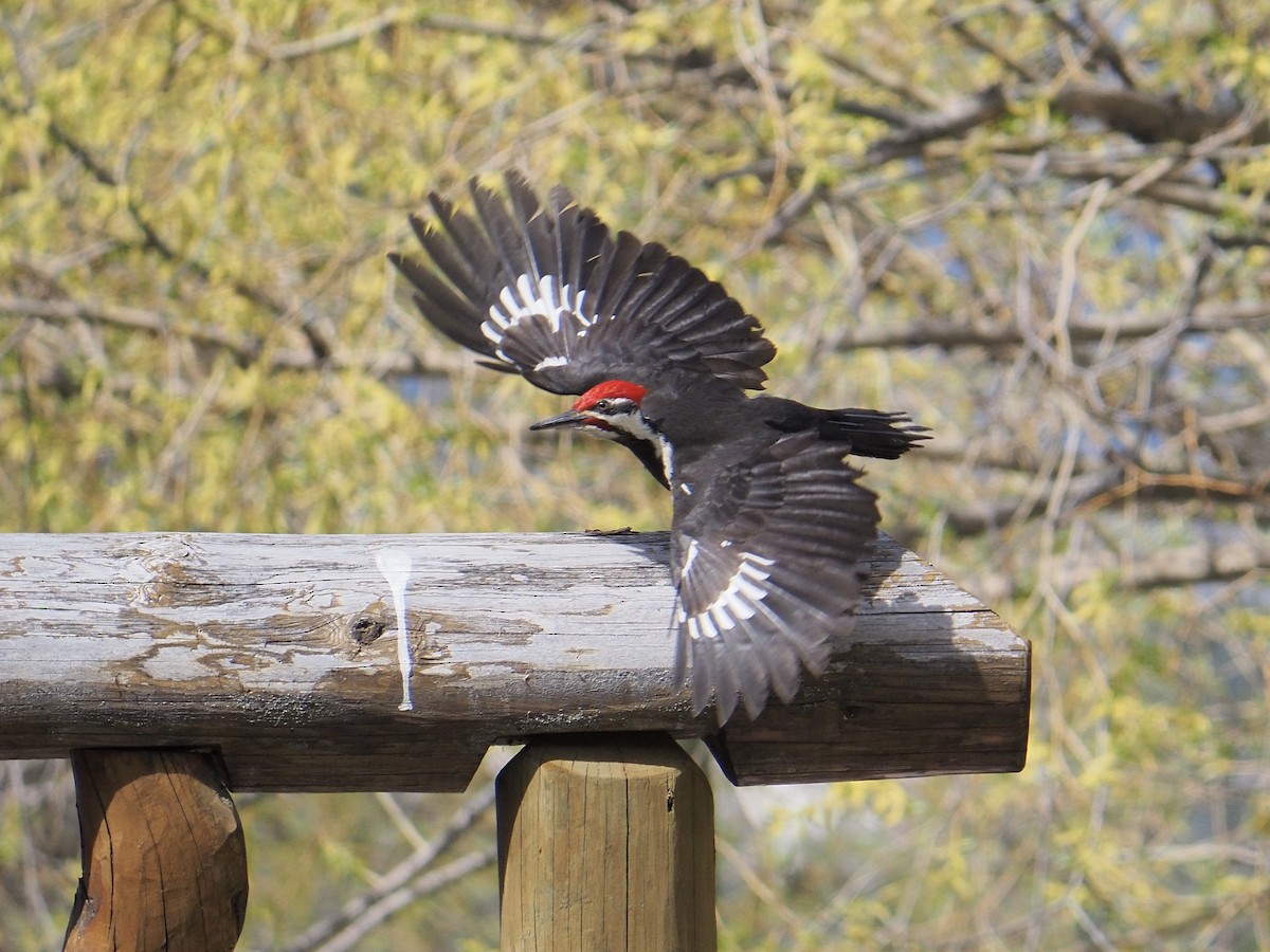 Pileated Woodpecker - ML618097682