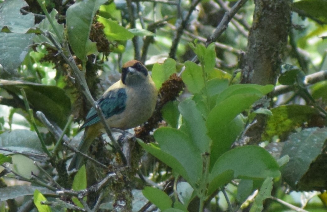 Burnished-buff Tanager - ML618097694
