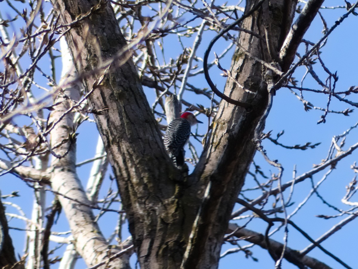 Red-bellied Woodpecker - ML618097697