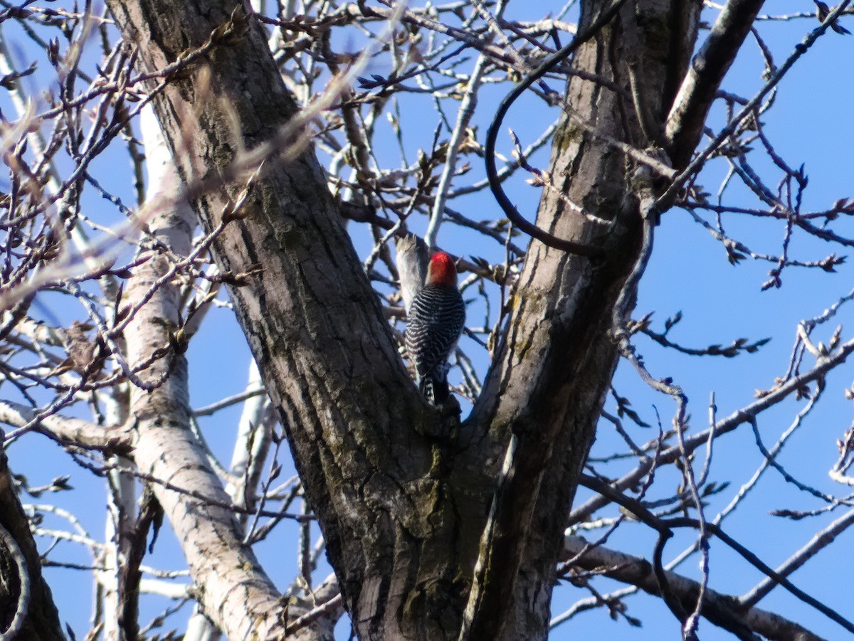 Red-bellied Woodpecker - Laurel Robinson