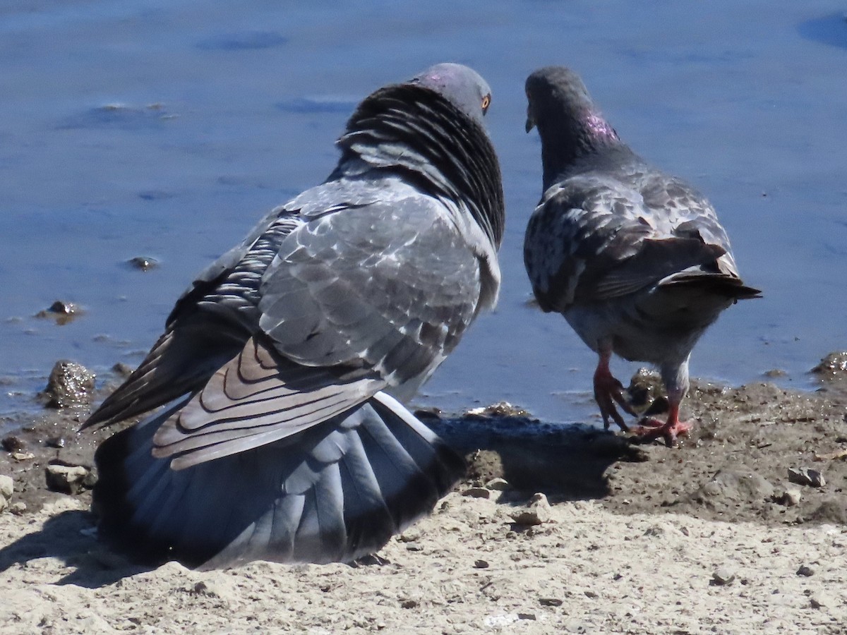 Rock Pigeon (Feral Pigeon) - ML618097701