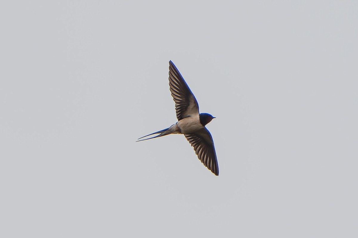 Barn Swallow - ML618097708