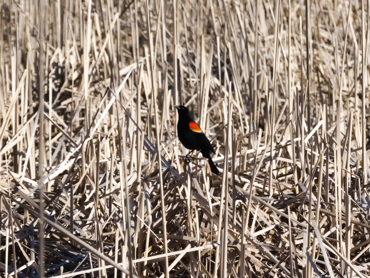 Red-winged Blackbird - ML618097723