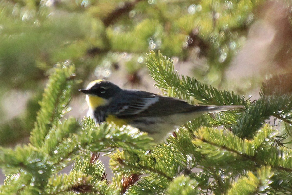 Yellow-rumped Warbler - Elaine Cassidy