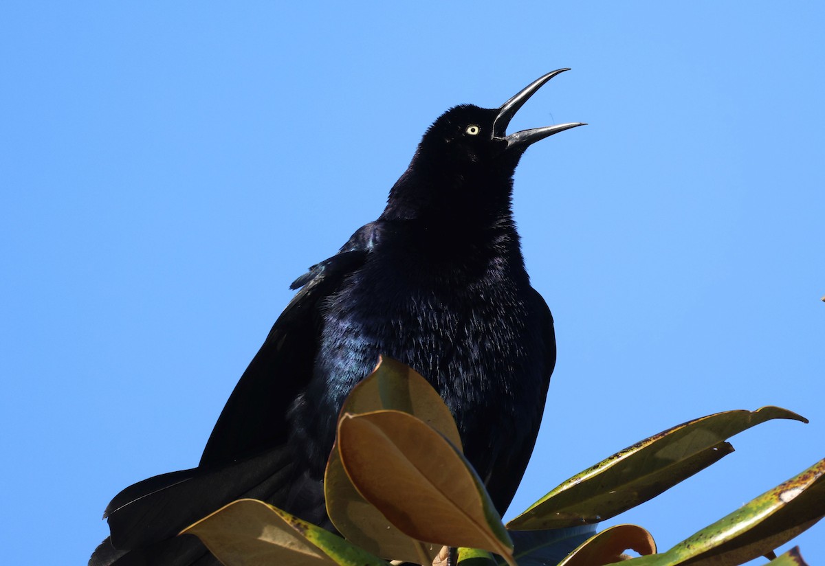 Great-tailed Grackle - Greg Cross
