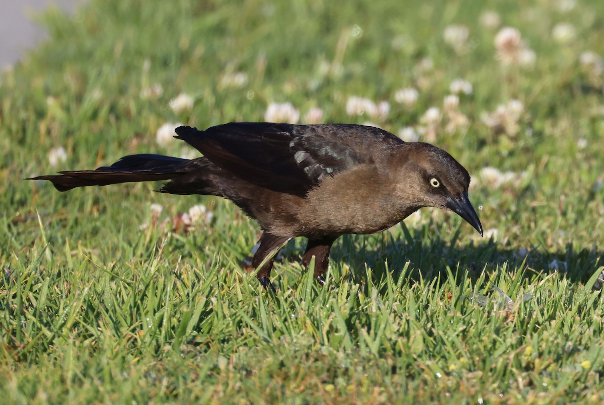 Great-tailed Grackle - ML618097768