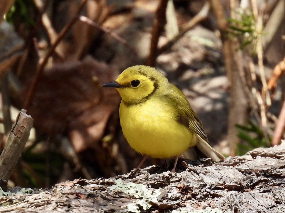 eBird Checklist - 28 Apr 2024 - Marblehead Neck Wildlife Sanctuary ...